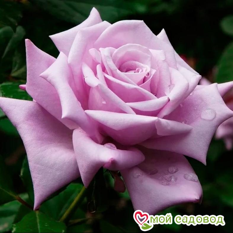 Роза Мадам Экзюпери