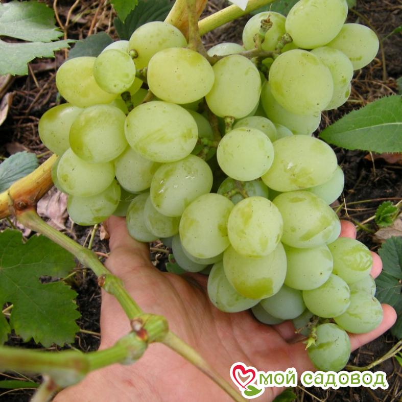 Виноград Первозванный