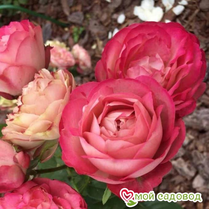 Роза Акрополис