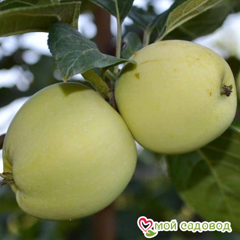 Яблоня Белый налив (-45°C)