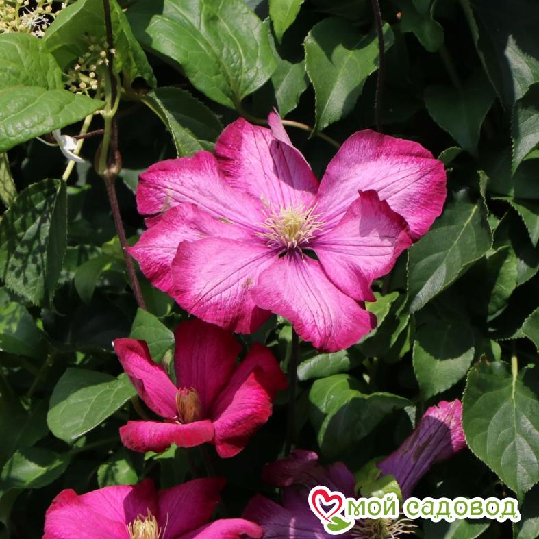 Клематис карминовый Вилле-де-Лион