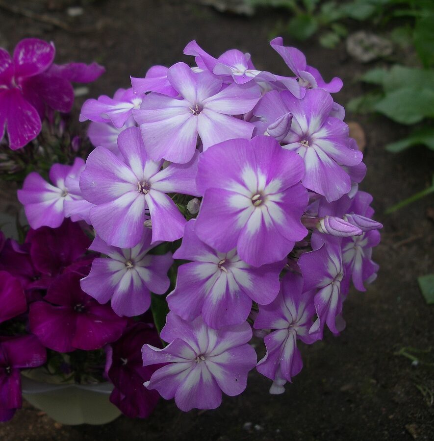 Флокс метельчатый Лунный камень