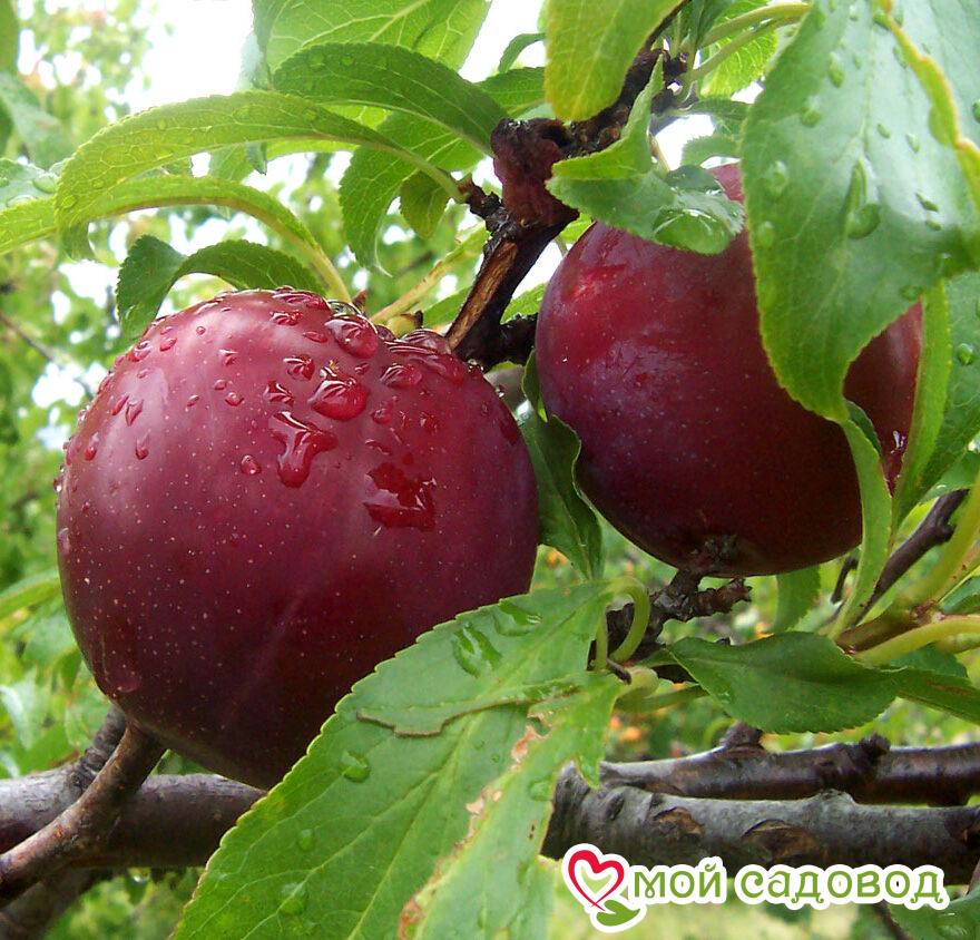 Алыча Найдена