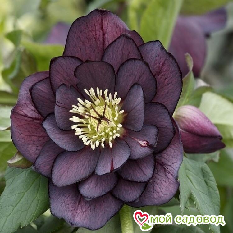 Морозник восточный Дабл Эллен Пёрпл