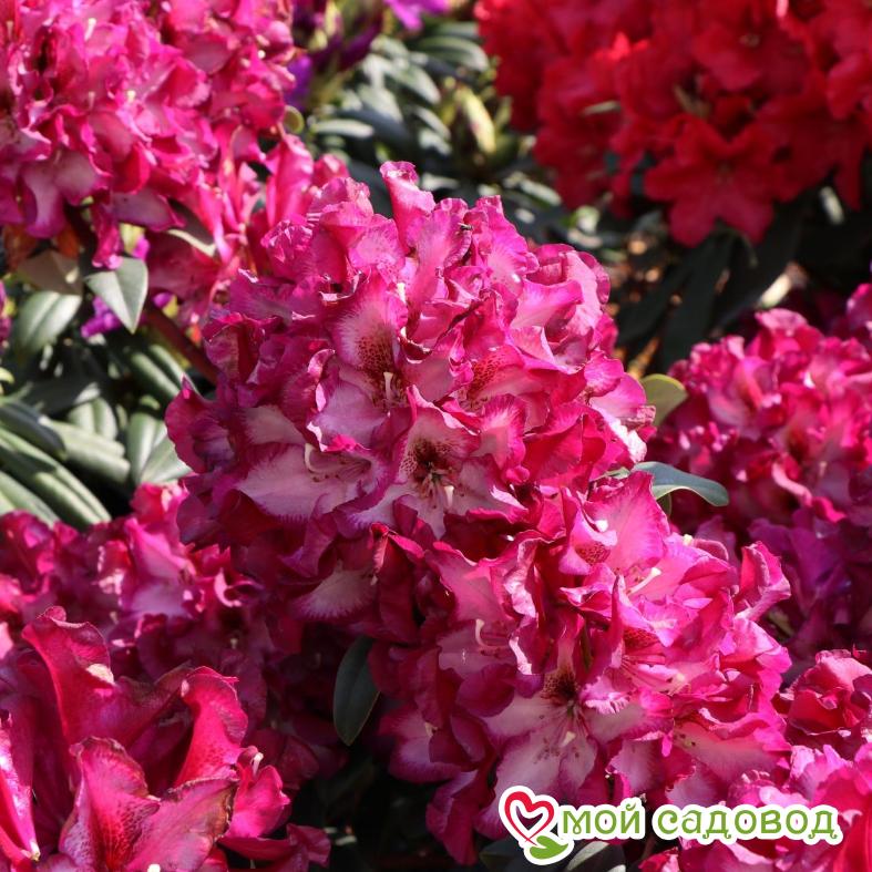 Азалия/РОДОДЕНДРОН МИДНАЙТ МИСТИК