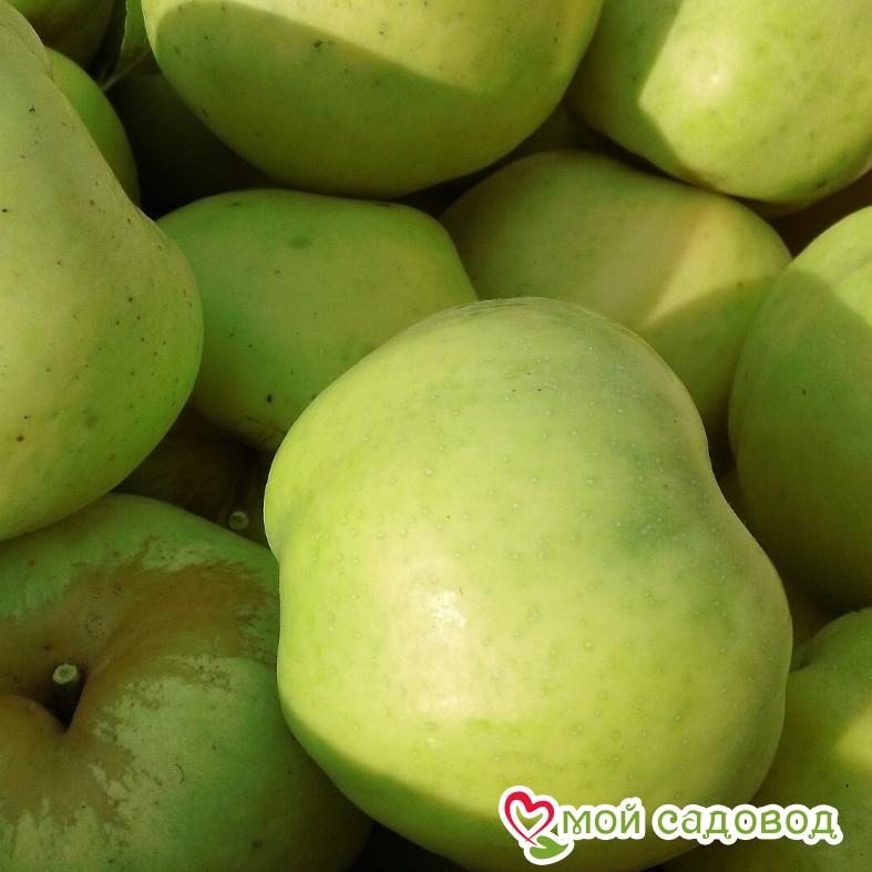 Яблоня Снежный Кальвиль, ранне-зимний сорт