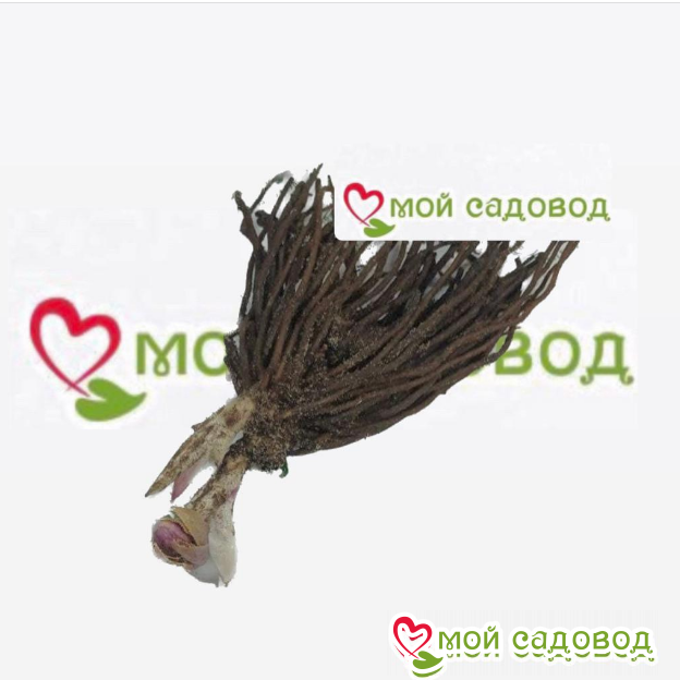 Морозник Сноу Дроп